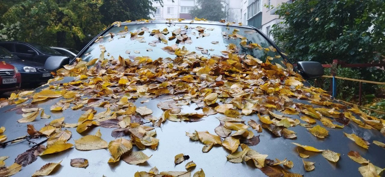 🌦 Завтра в Курской области будет облачно, местами проглянет солнце