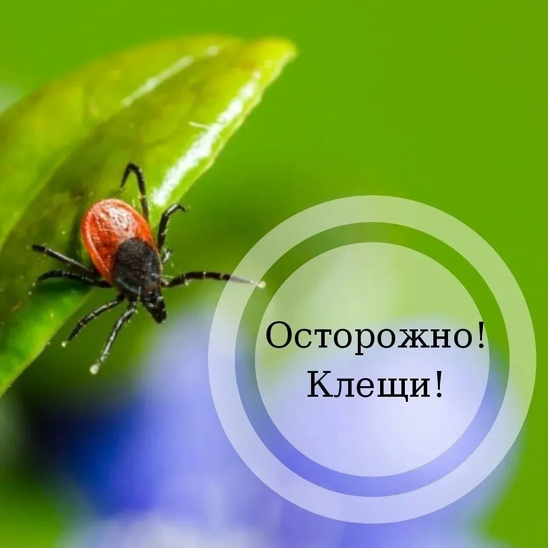 ❗Клещи – переносчики клещевого вирусного энцефалита.