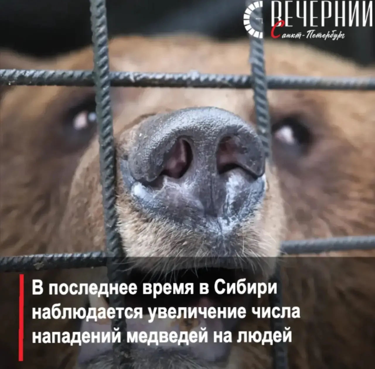 🐻 Охотник объяснил, почему медведи в Сибири стали чаще нападать на людей