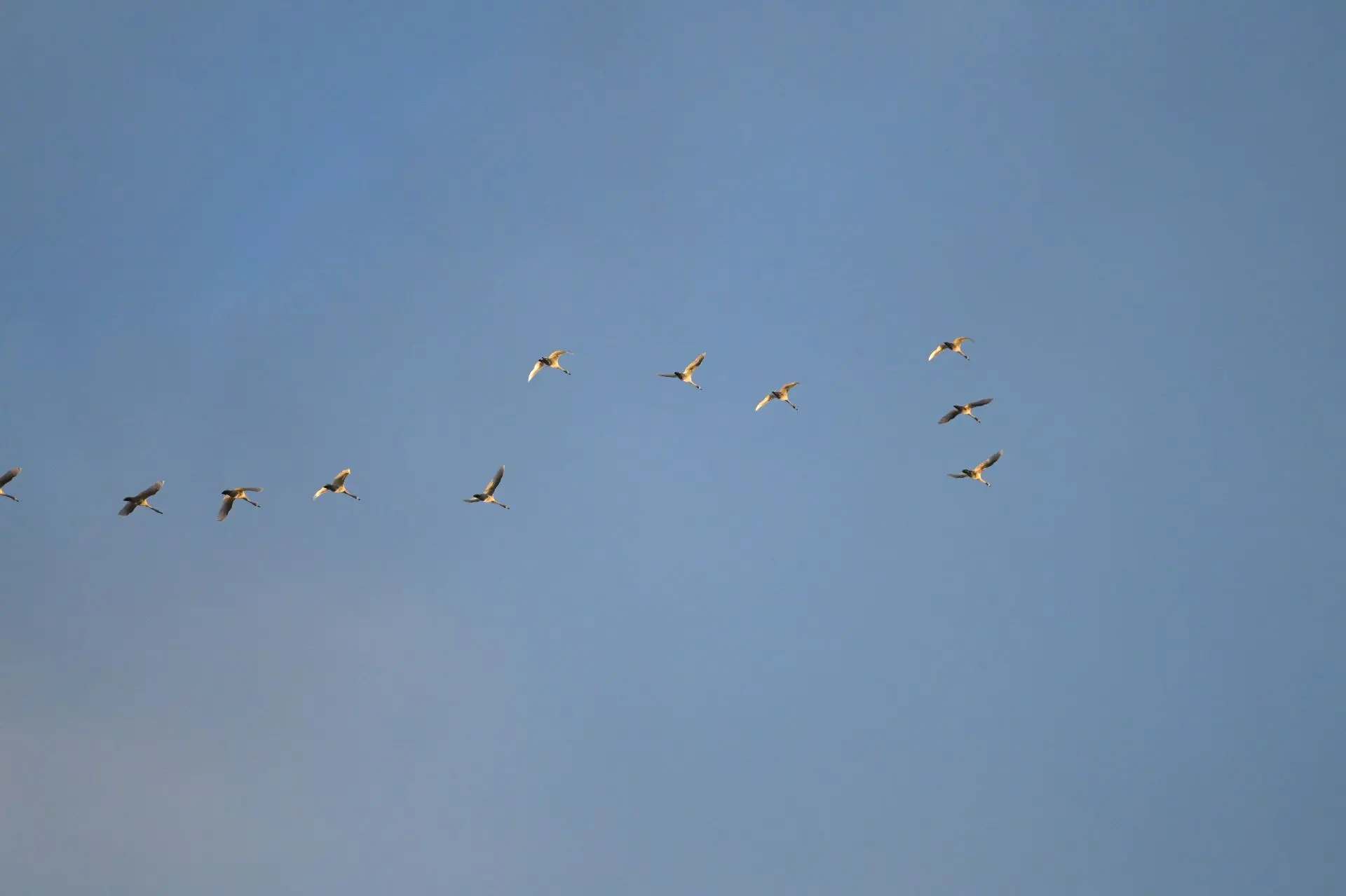 🦢Лебеди прощаются с Ямалом