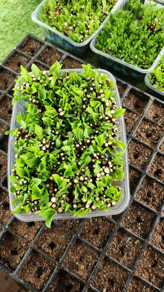 Ставим на укоренение в парник первый одревесневший черенок этого сезона 🌱  Черенки две недели предва