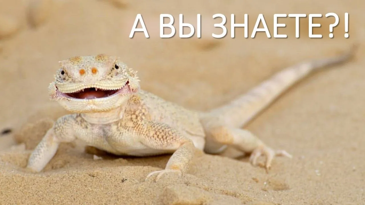 ❗Друзья, сегодня в рубрике #А_Вы_знаете?! мы расскажем Вам об уникальном жителе Астраха...