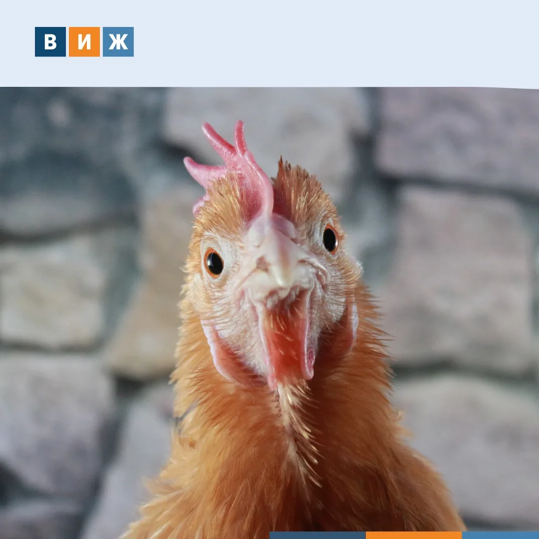 ❌У курицы нет кладовки, где можно запасти кальций на весь продуктивный цикл. Зато расхо...