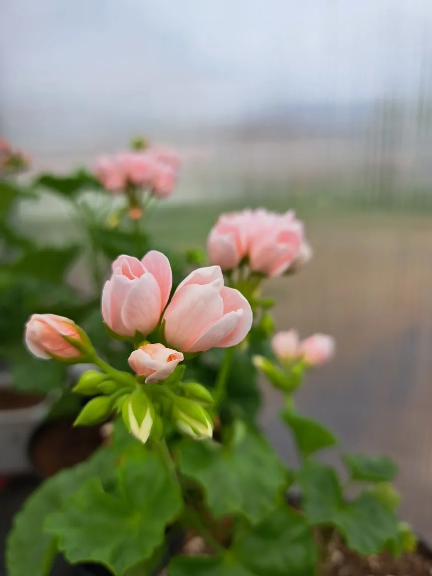 Всем здравствуйте! Весна идёт- весне дорогу! 🌱🌞🌷 Рады сообщить, что мы завершили массовое укоренение