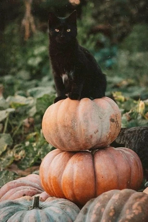 Хорошего дня🍁