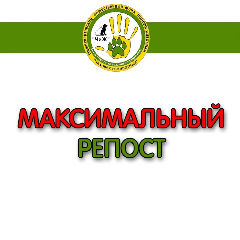 У КОГО ВЫПАЛА КОШКА ИЗ ОКНА?