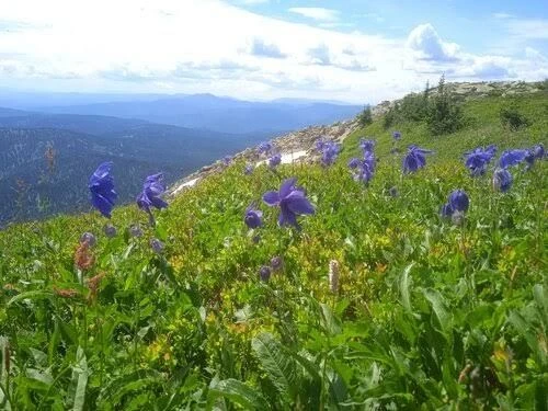 Рубрика #Кузбасс_мой_край_родной