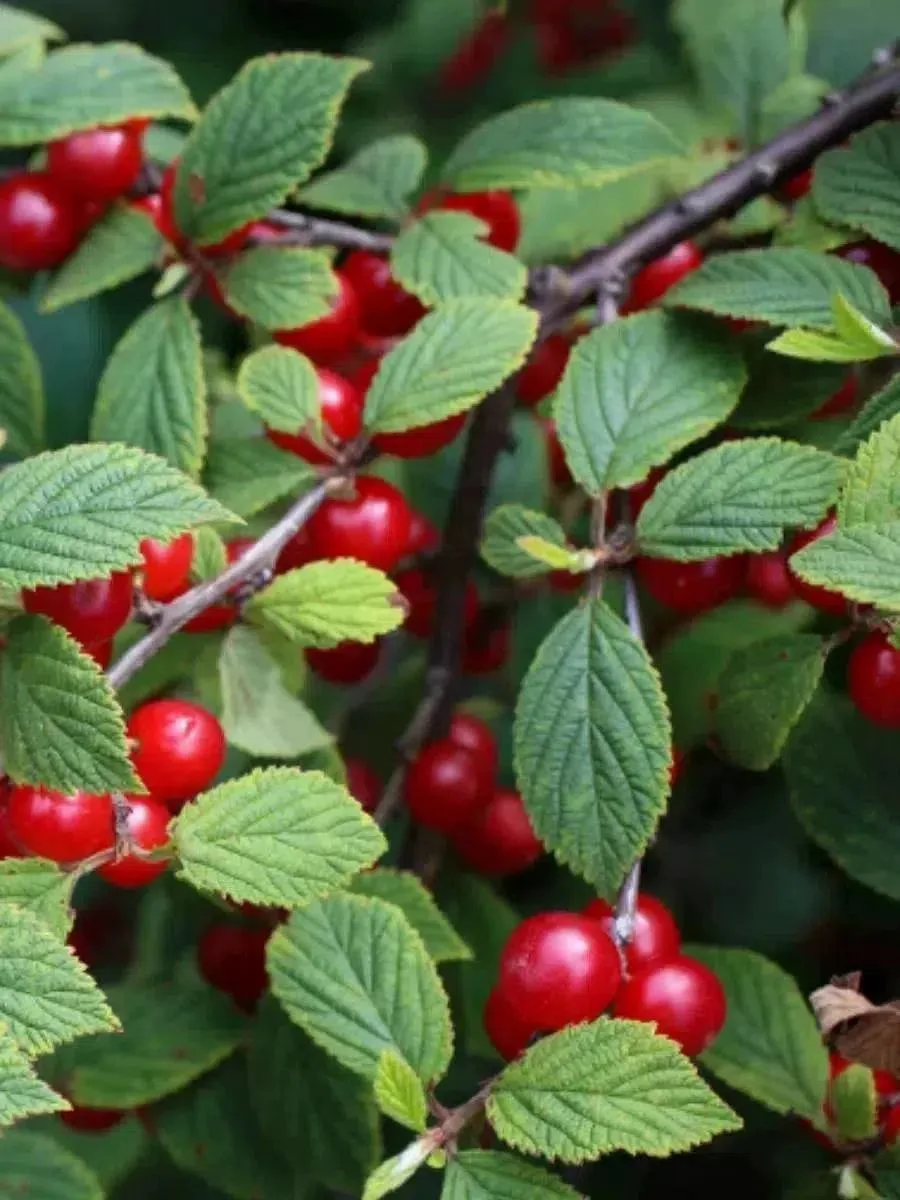 🍒 РАСПРОДАЖА! Войлочная вишня - последние саженцы по 1000 руб.! 🍒

Два отличных сорта - сладкие, у