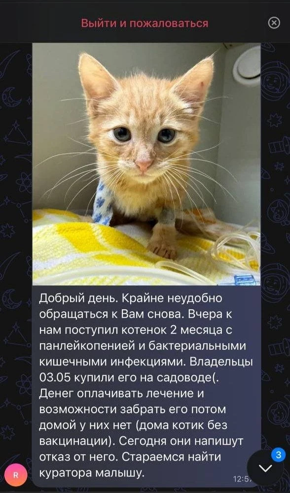 В Редвет принесли малыша. Вся его история - на этом скрине. Нас просят за него и мы, конечно, не отк