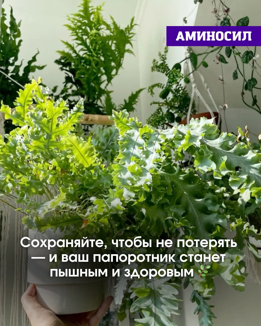 🌿 Почему у вас не растёт папоротник? Разбираемся в этом вопросе ⬆️!   ✅Витамины АМИНОСИЛ для декорат