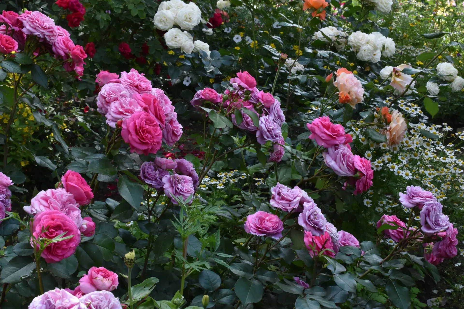 Череповец расцветёт скоро вновь!   🌺 Каждый год наш город становится уютнее и ярче. И это происходит