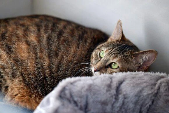 🏠🐾 Москвичи стали охотнее сдавать квартиры семьям с животными

Столица — в числе самых лояльных го