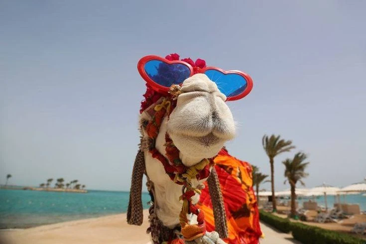 🐫 Учёт кур оказался только началом, в Челябинской области добрались и до верблюдов