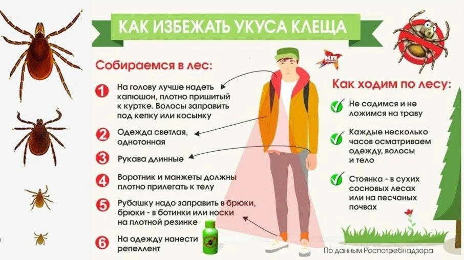 «8 интересных фактов про клещей и меры профилактики»
Про то, что клещи способны передавать человеку 