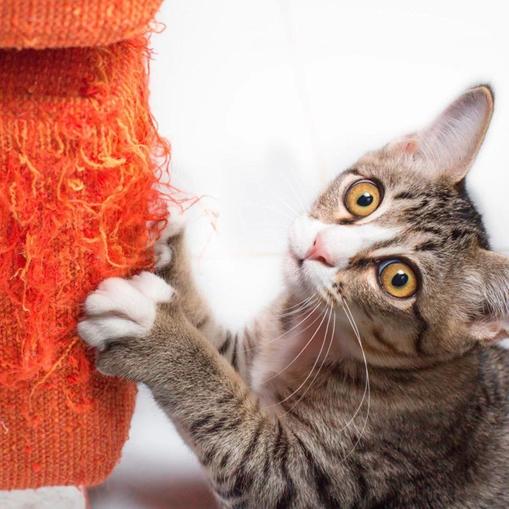 🐾Почему кошка царапает диван — и как это исправить без стресса для всех