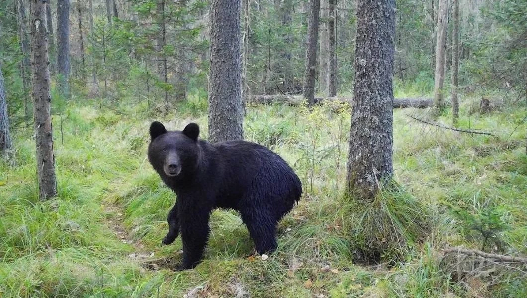 🐻 Около 40 медведей отстрелили за сутки в Красноярском крае.