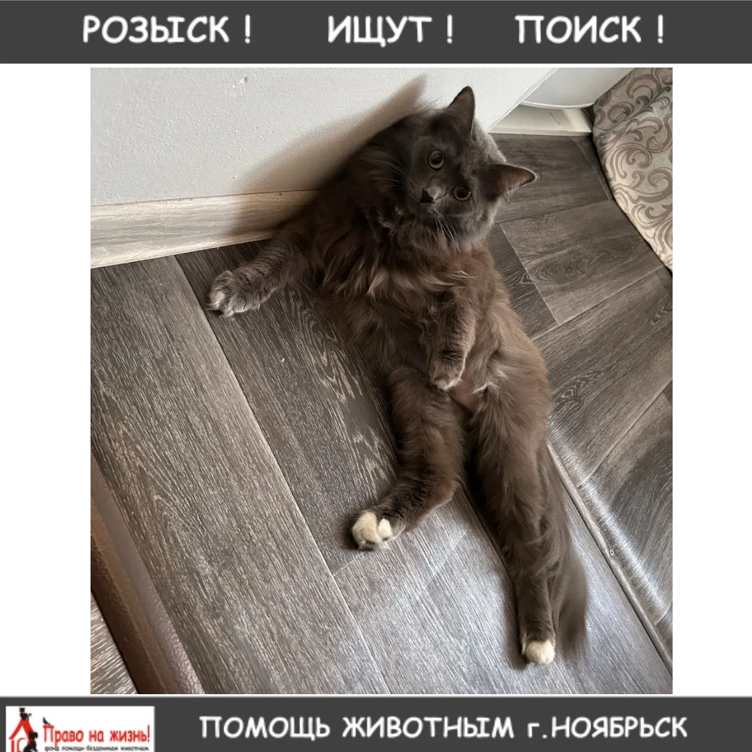 Потерялся кот !!По кличке Балу,в районе ул.Интернационалистов д.47 
Кто  его видел или нашёл ,пожалу
