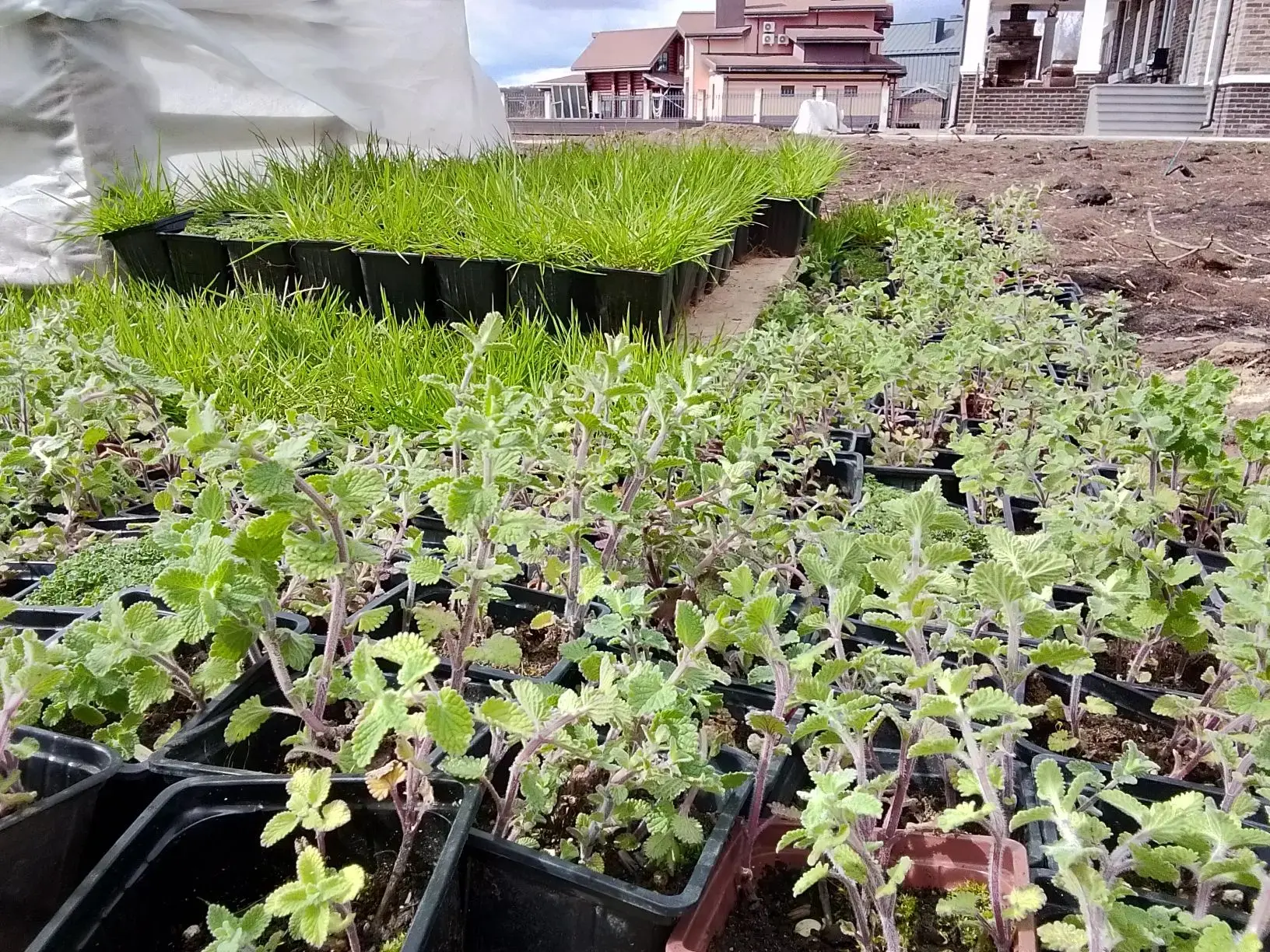 🍃🌿Друзья, мы снова в деле — продолжаем благоустройство  прошлогоднего объекта! Будем ...