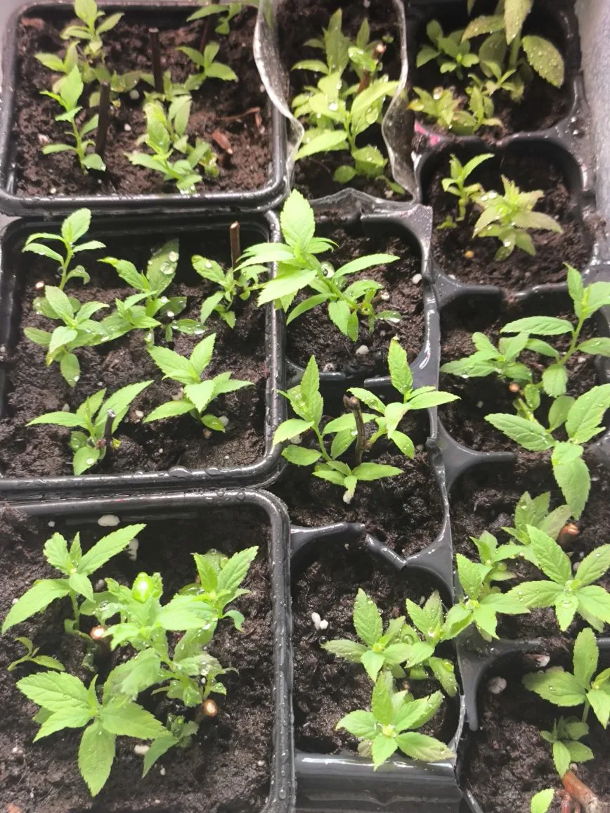 🌱 Мои первые шаги к питомнику: черенкуем по-новому