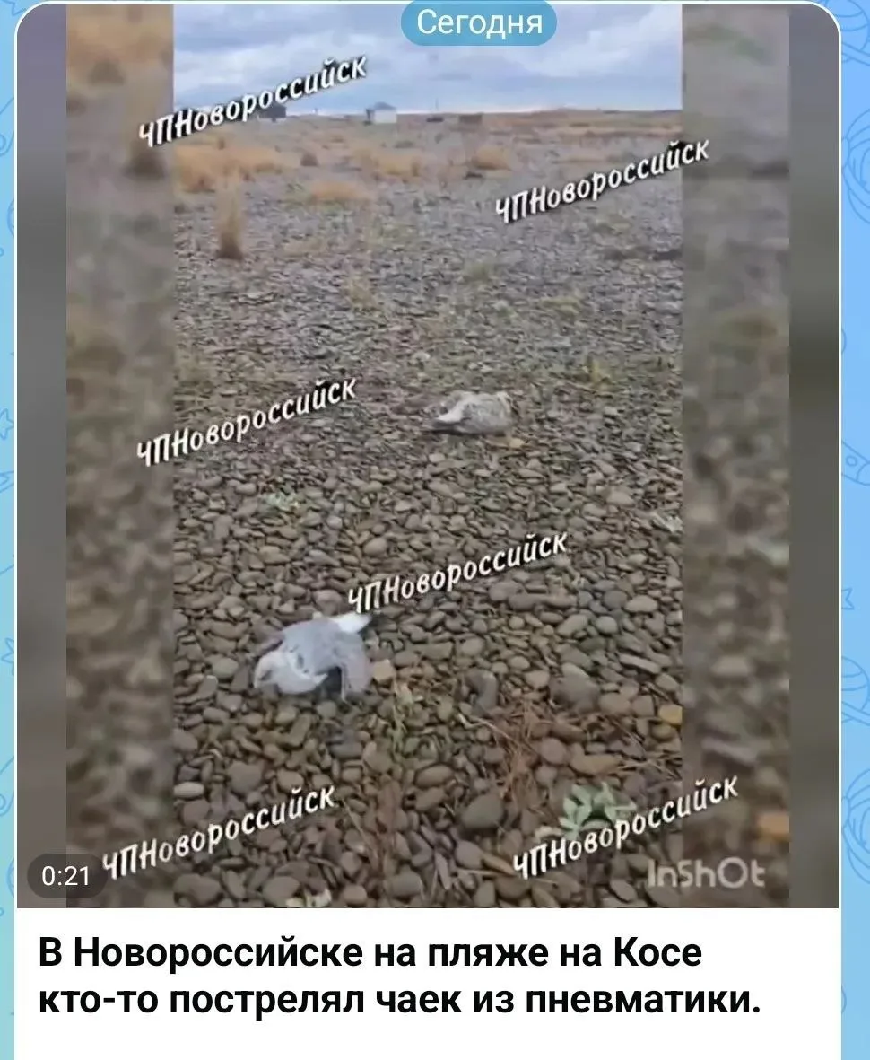 Полиция Новороссийска начала проверку после сообщений в интернете о том, что на одном и...