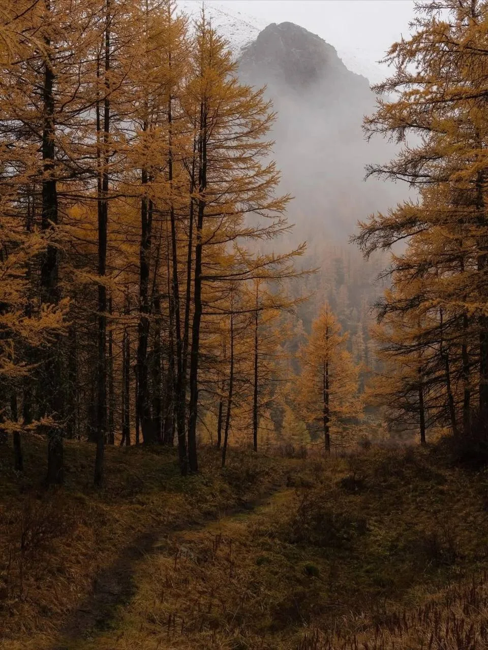 Ничего не знаем, но золотые краски осени – это красиво 💛