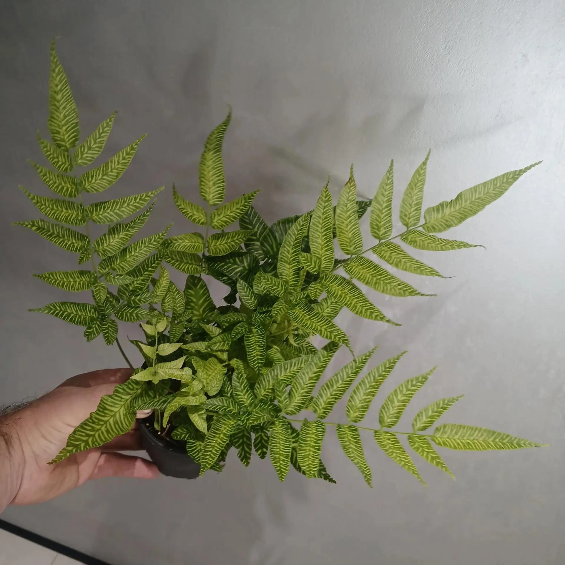 Кониограмма Голден Зебра (Coniogramme emeiensis 'Golden Zebra') — это редкий и очень кр...