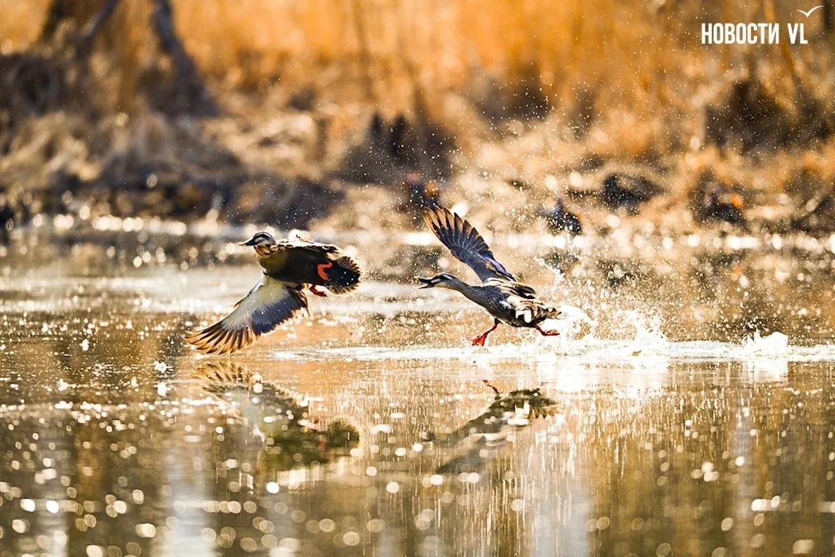 🦆💦 Ура, весна: в протоку Солёную вернулись утки-мандаринки  С началом весны яркие краснокнижные утки