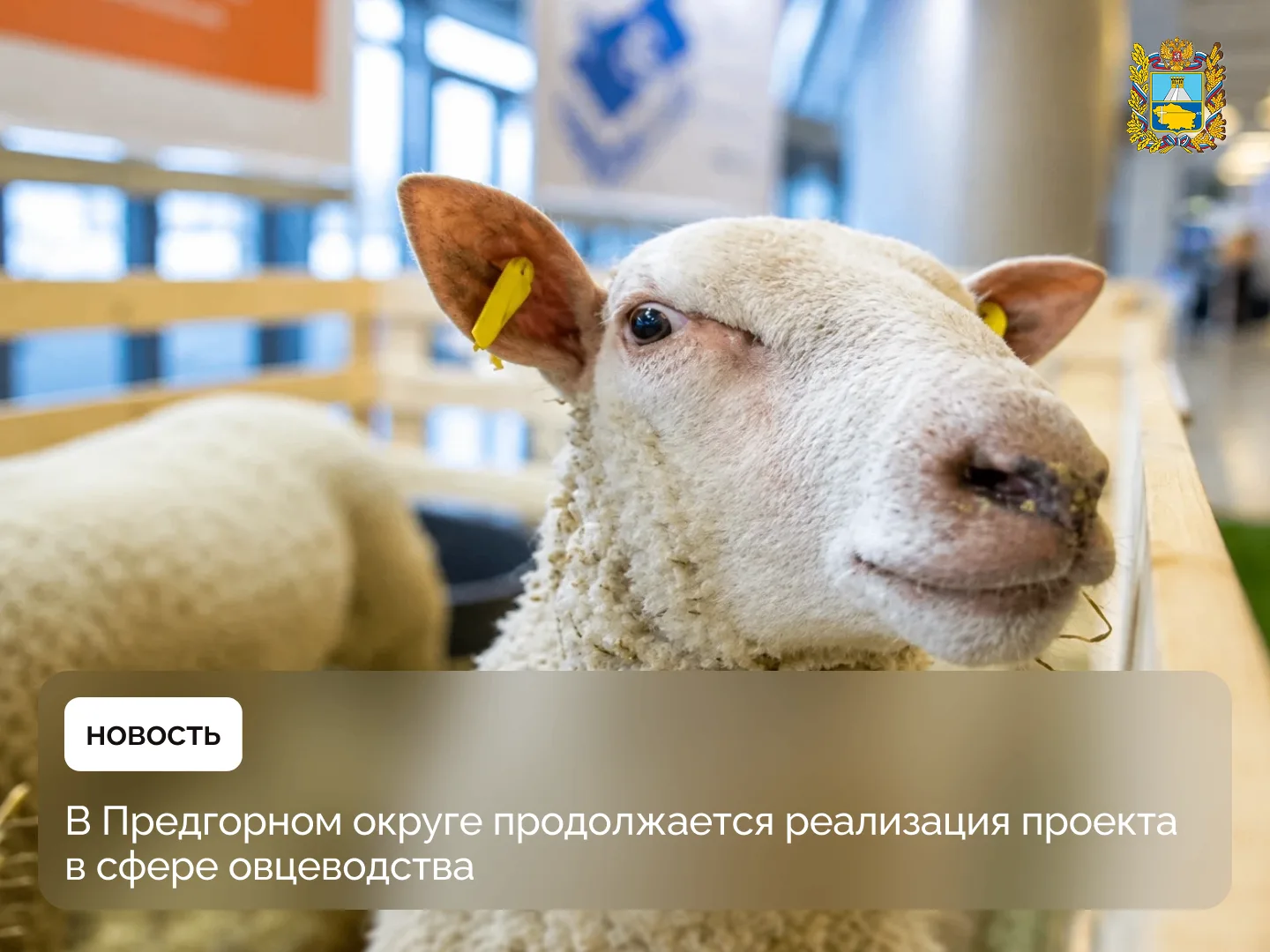 🐑 В Предгорном округе строят племенной овцеводческий комплекс