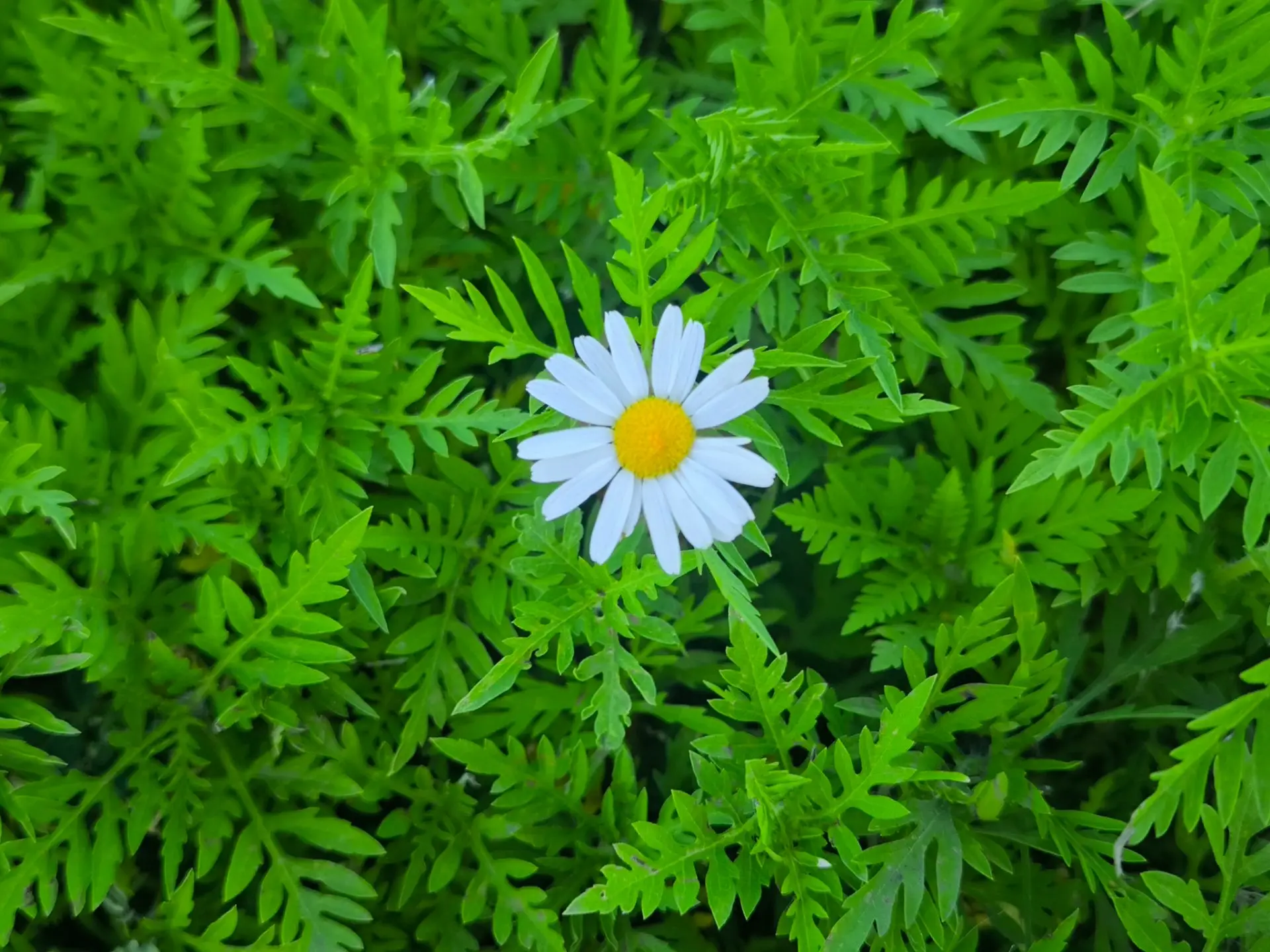 Красота в простом 🌸