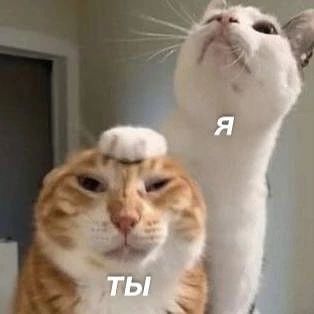 *бро мы?