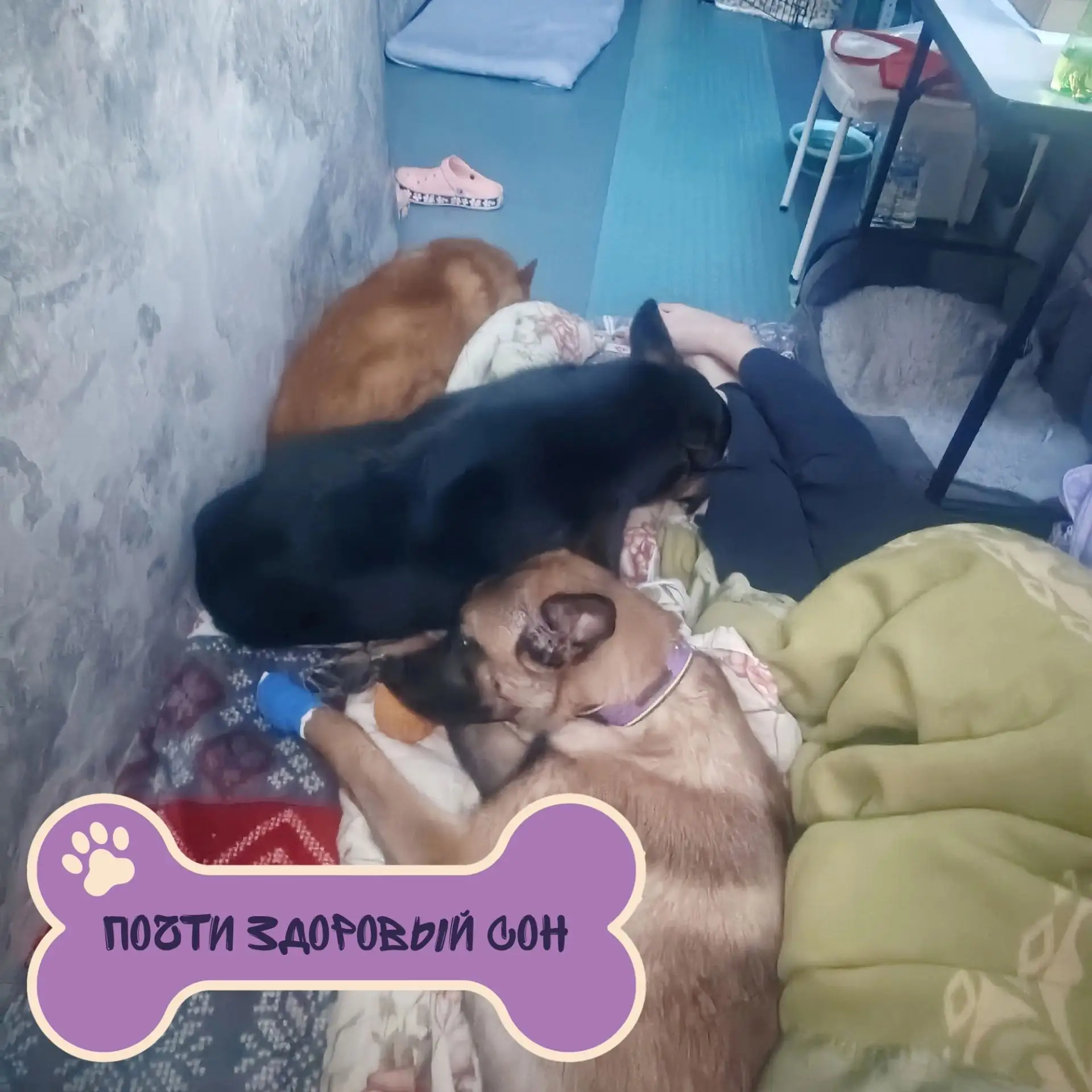 Пушистые сони 🐕