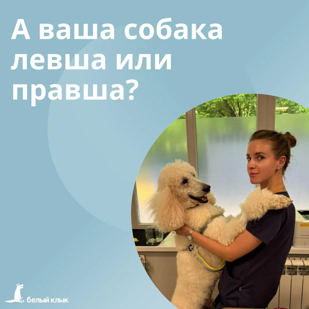 А ваша собака левша или правша? 

Оказывается, у собак, как и у людей, может быть «ведущая» сторона: