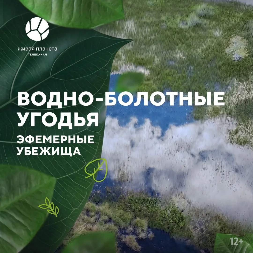 Премьера многосерийного документального цикла «Водно-болотные угодья. Эфемерные убежища...