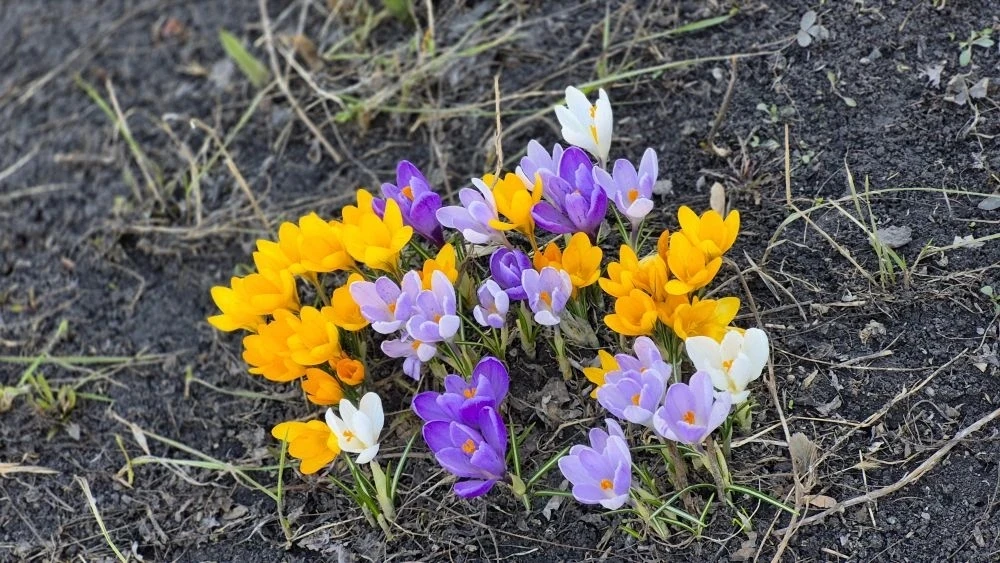 🌺Прекрасные крокусы во дворе Университета — замечательное напоминание о том, что жизнь...
