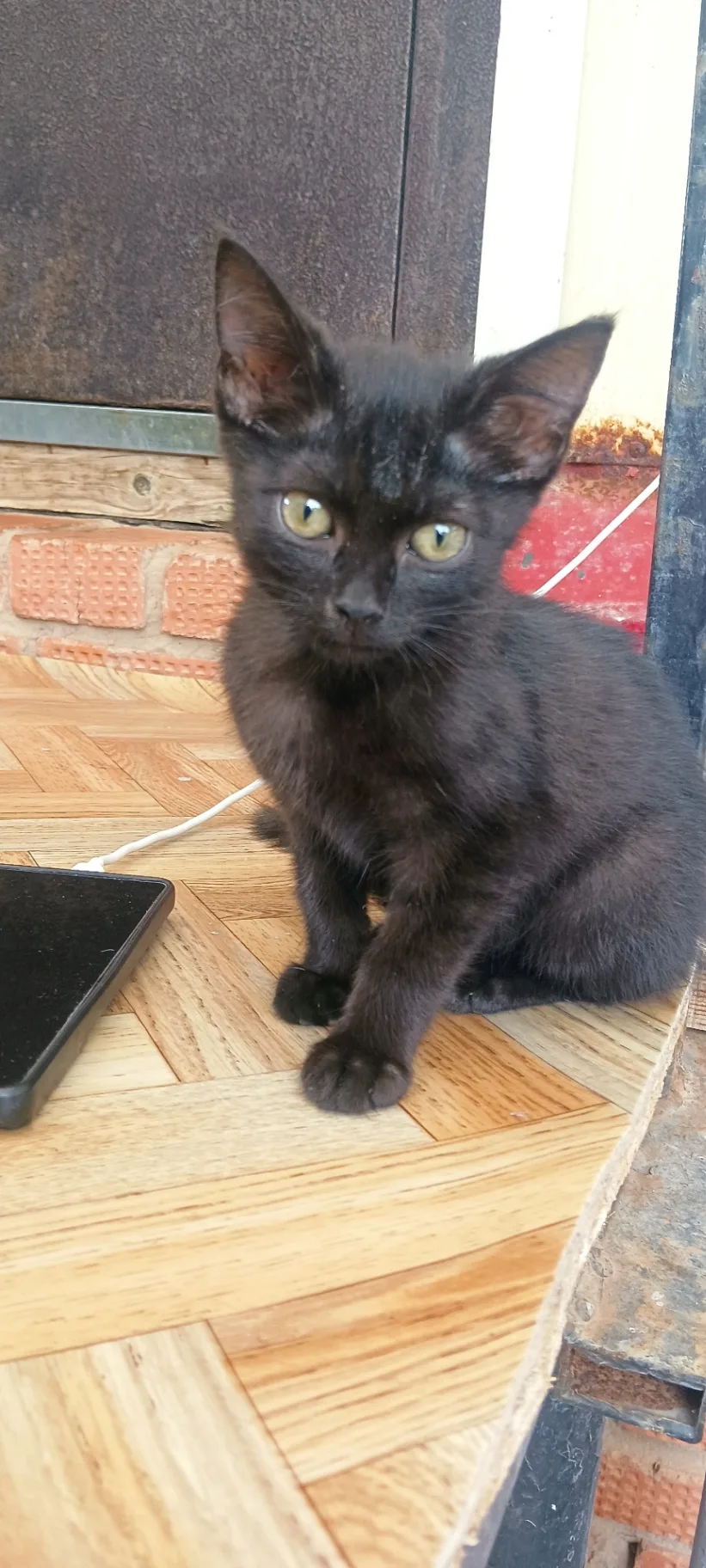 Чей котенок?