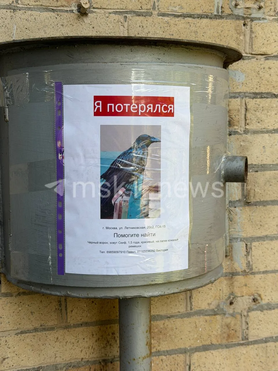 🌟 В Москве пропал ворон по имени Скиф — талисман мотоклуба Ravens MC Russia
