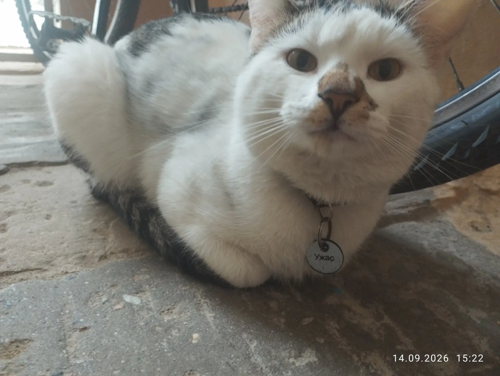 Чей кот?