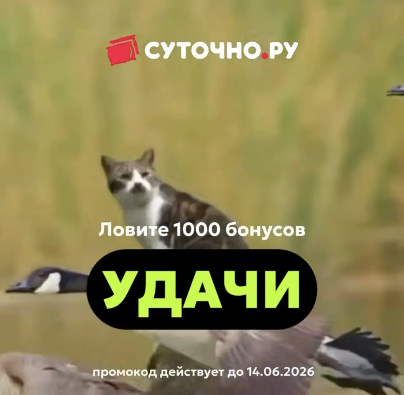 1000 бонусов на СУТОЧНО. РУ