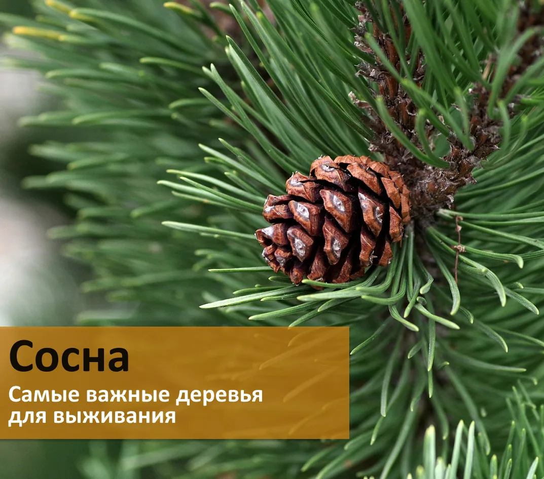 Сосна: незаменимый помощник в дикой природе