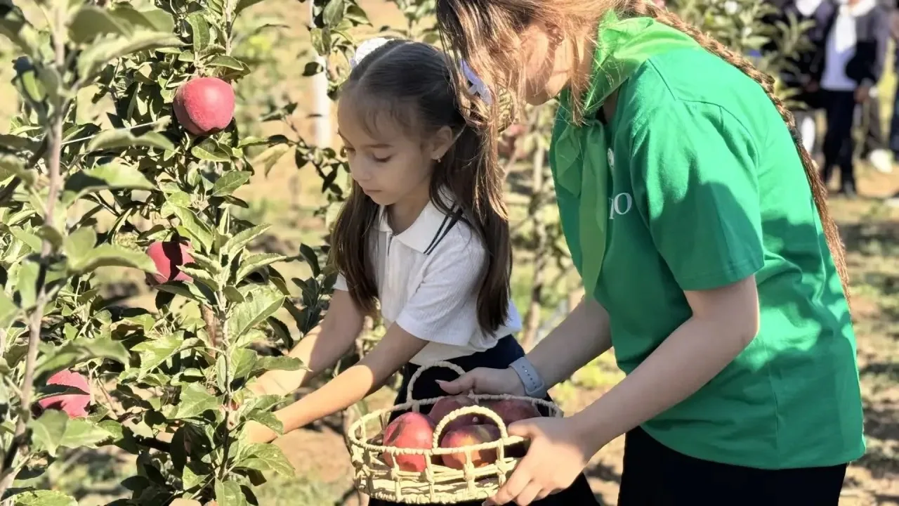 🍎Красногвардейские школьники собрали первый урожай яблок в своём саду