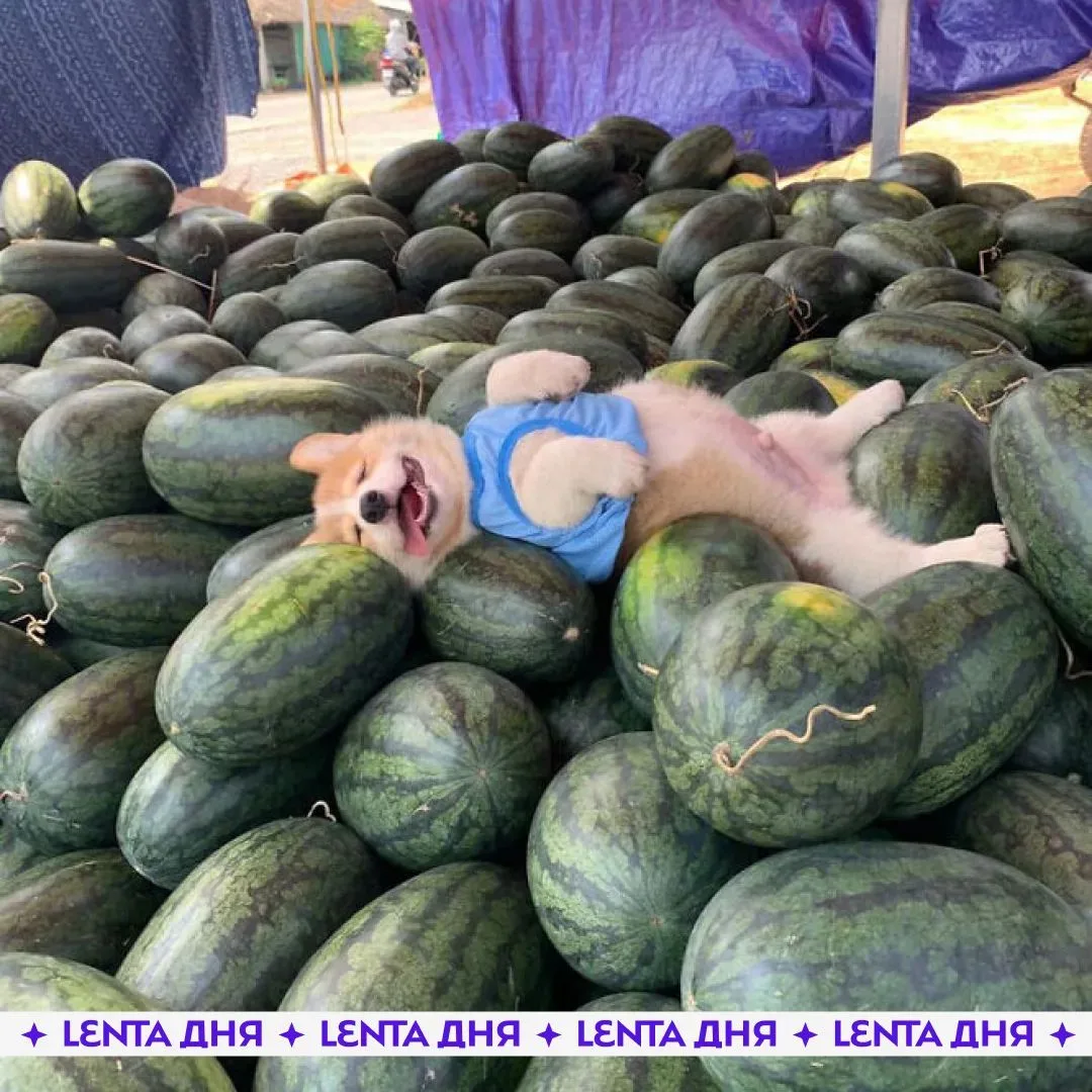 🍉 Сегодня отмечается День арбуза!

Это отличный повод открыть арбузный сезон ❤️

Любите арбузы? 👍/
