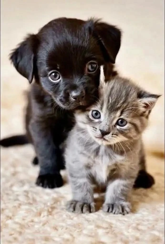 🐾 ПОЧЕМУ ЖИВОТНЫЕ СНИЖАЮТ ТРЕВОЖНОСТЬ 😌🐶🐱