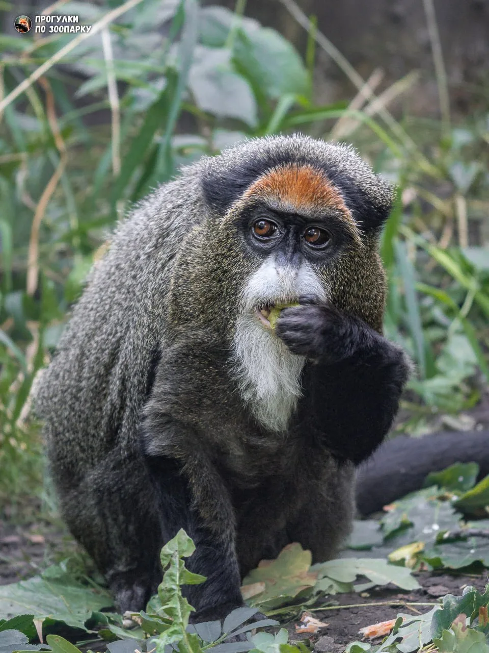 Чуча🐒