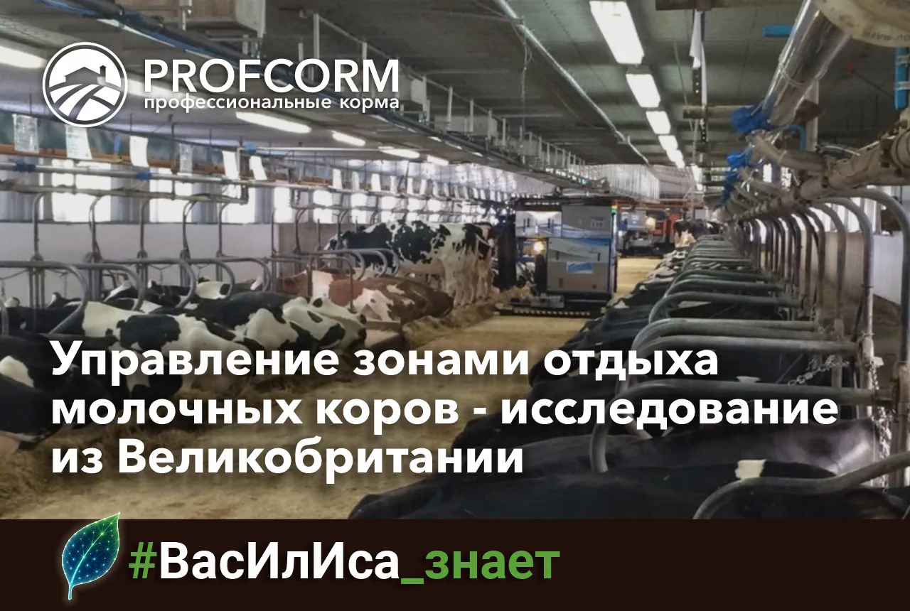 🔍 идеальная подстилка — это не только про комфорт коров