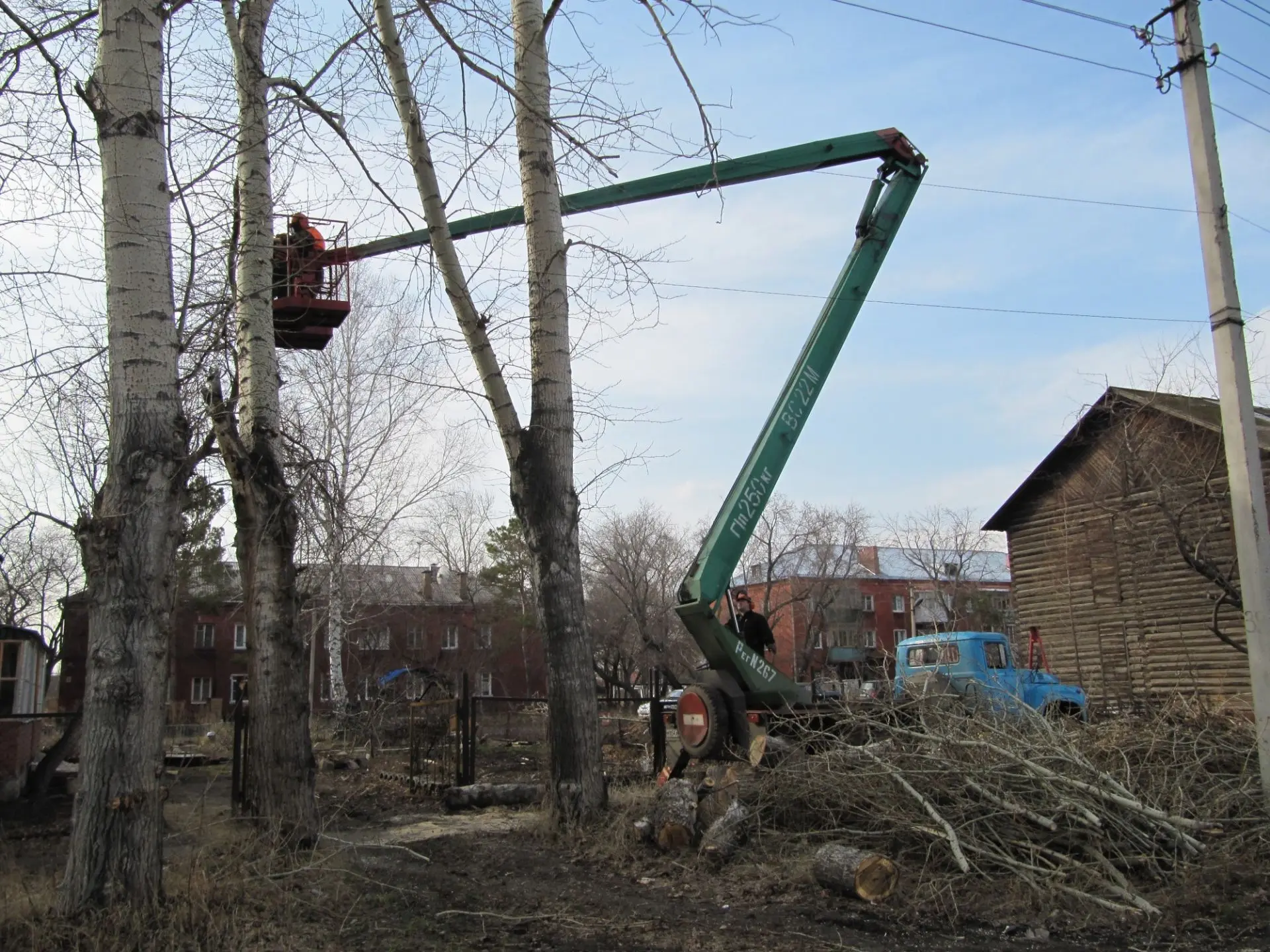 🌳Омичам напоминают, что наступает период кронирования деревьев.