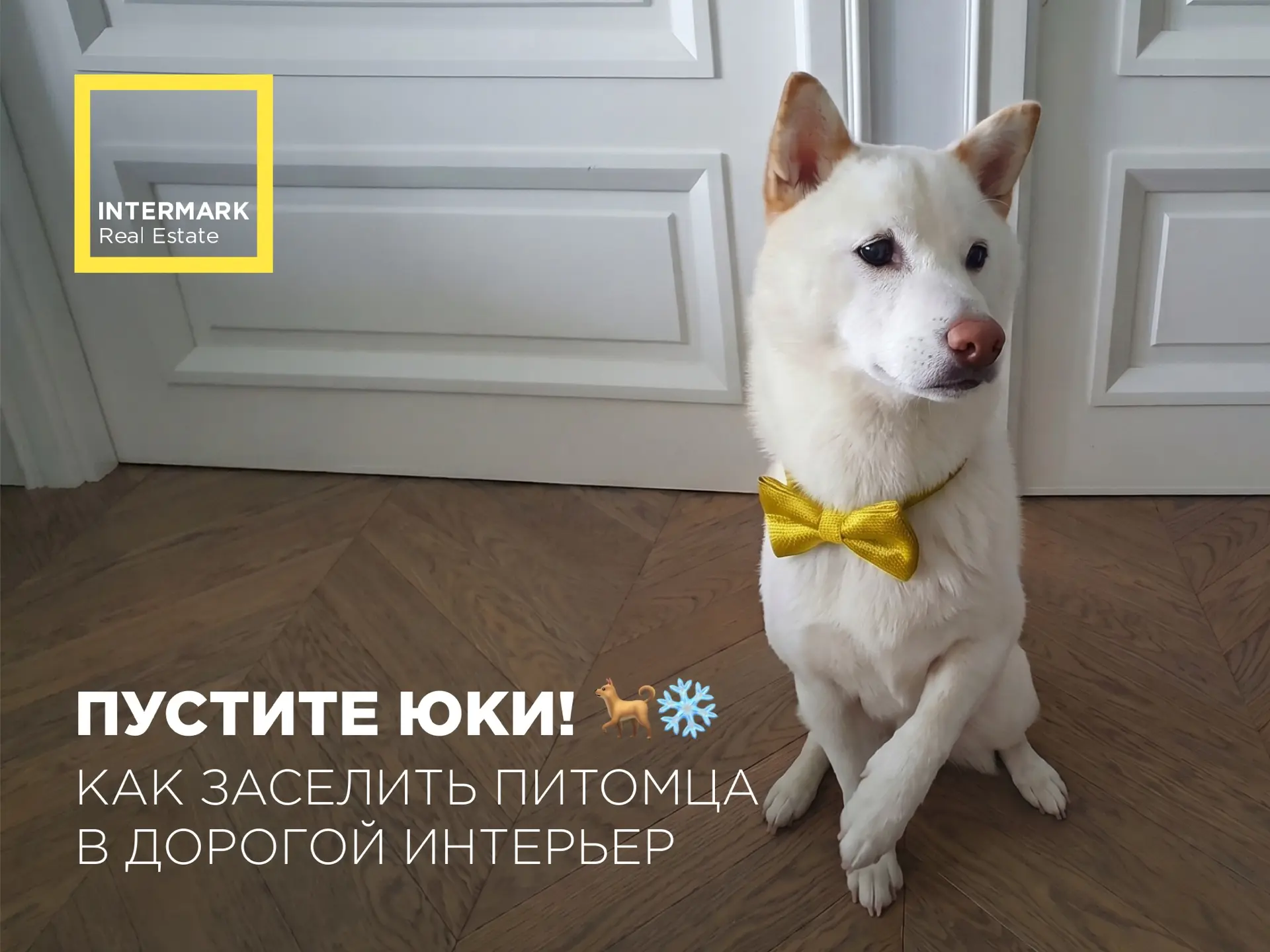 Пустите собаку: как укротить разногласия при аренде 🐕❄️