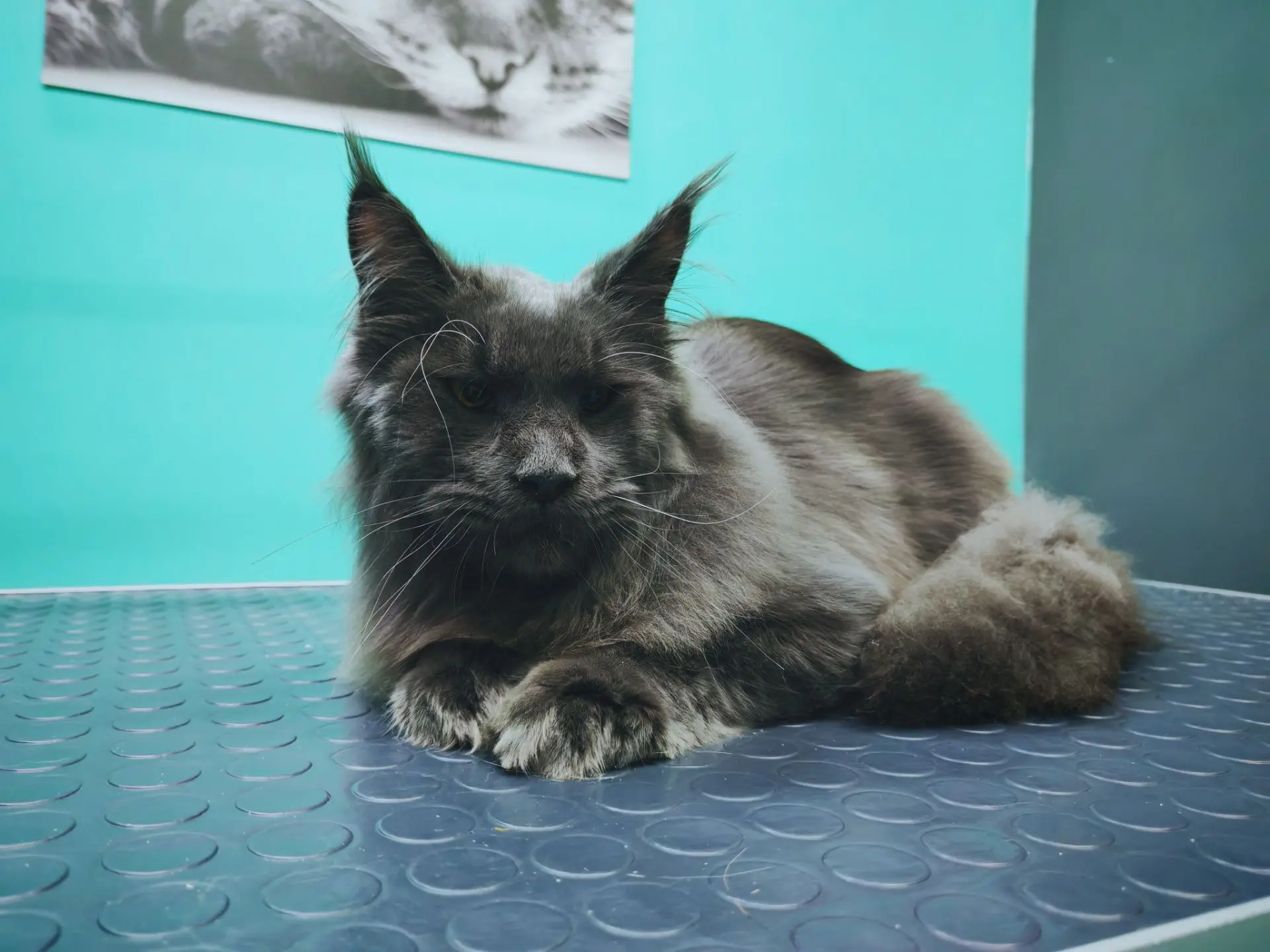 Кот-Сынок 🐈‍⬛экспресс-линька 🛁🫧
