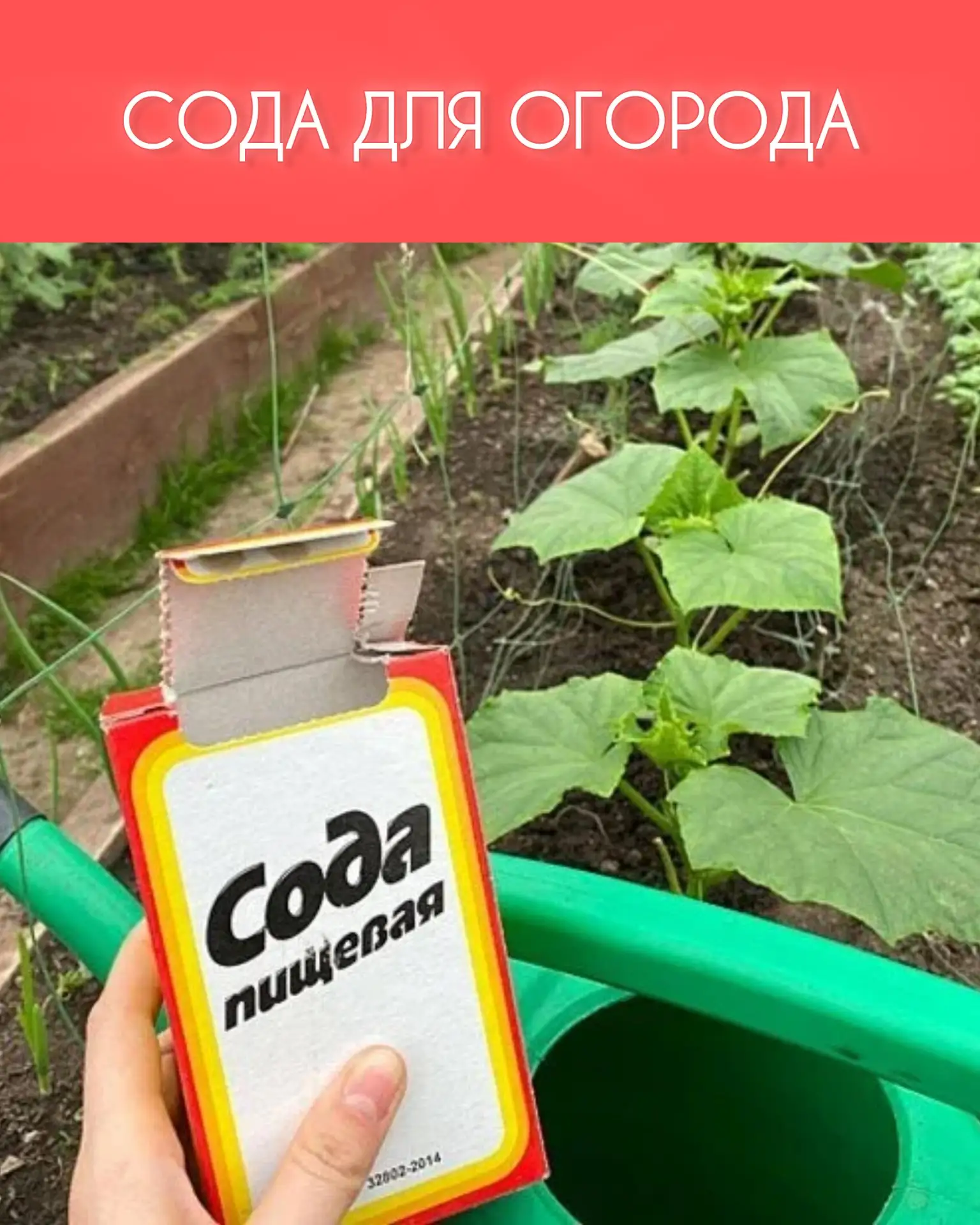ОБЫЧНАЯ СОДА МОЖЕТ СПАСТИ ПОЛ-ОГОРОДА! 🌱💦

Думаете, сода нужна только для выпечки? А вот и нет! Эт