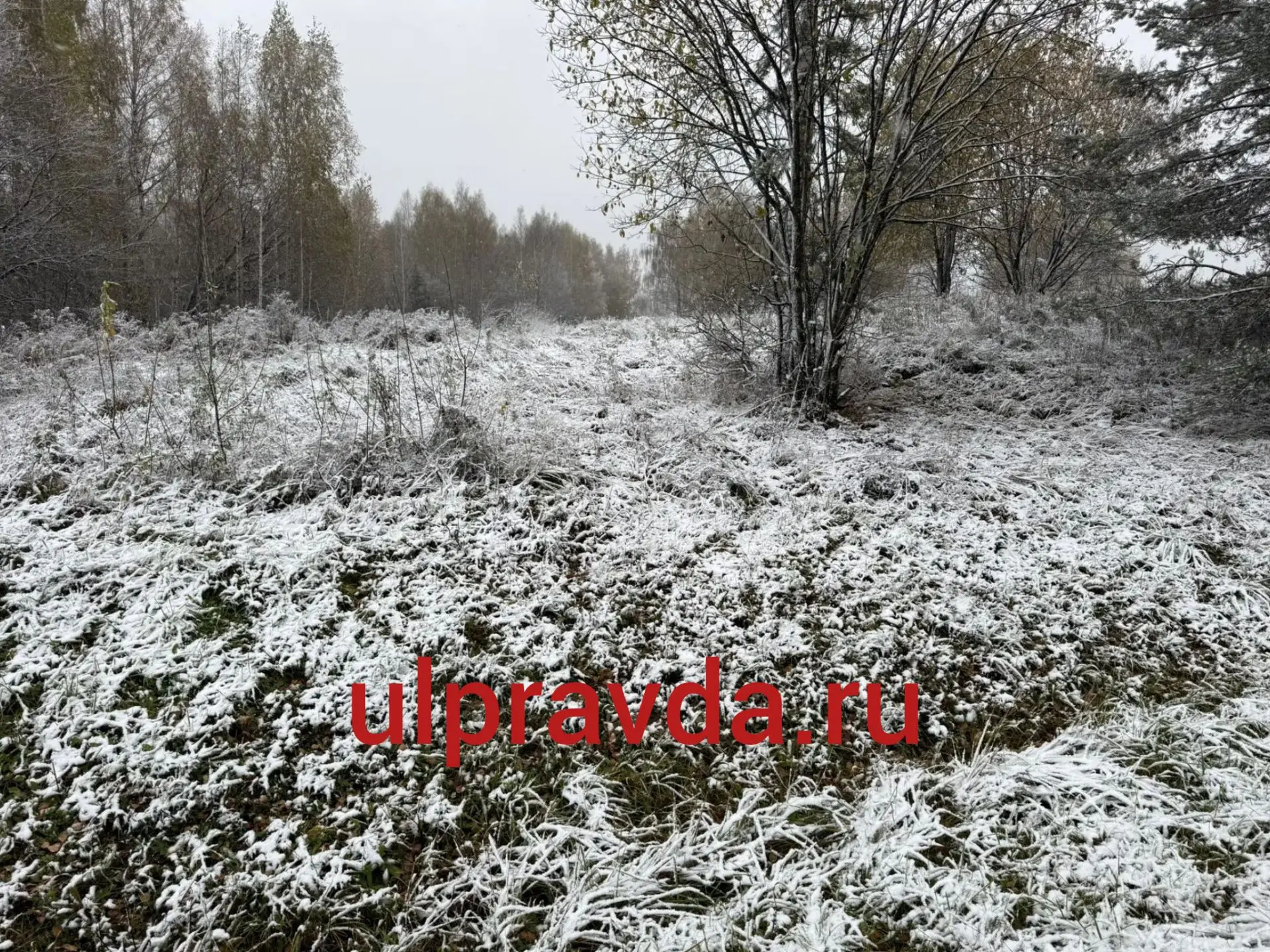 Журналисты ulpravda.ru уже увидели и даже потрогали первый снег.