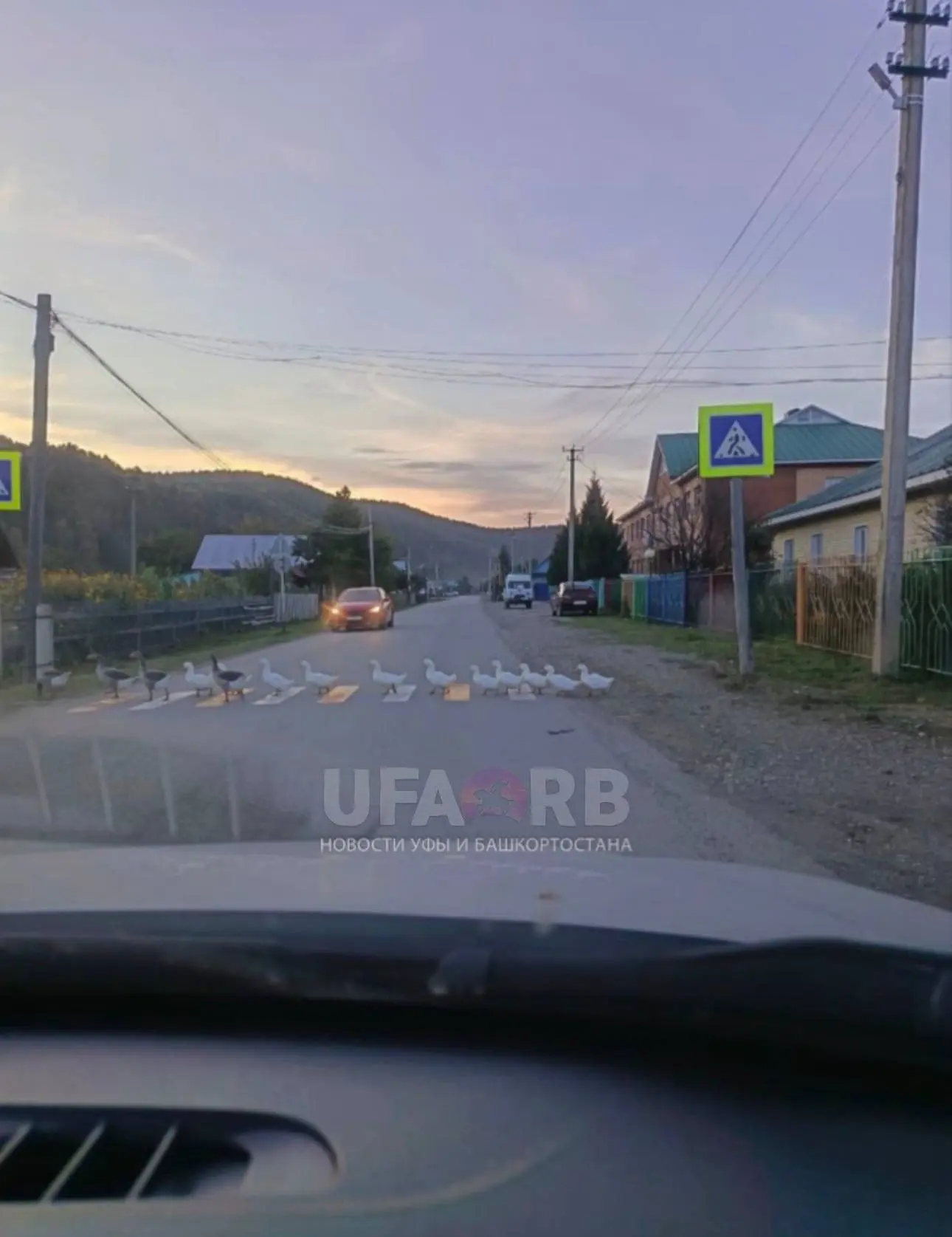 🪿 В Бурзянском районе гуси устроили переход дороги по всем правилам